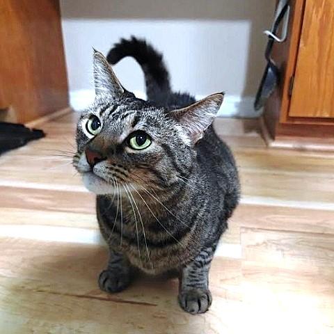 Shay and Dutch, ADOPTABLE, Adult Female Tabby.