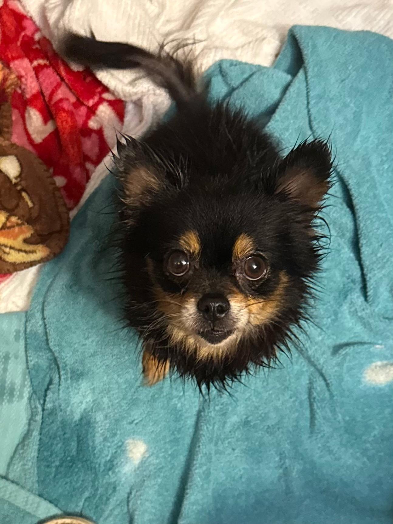 Enlarge Cindy Lou and Sugar (Bev-fostered in New England), an adopted Chihuahua in Milford, NH image 2/6