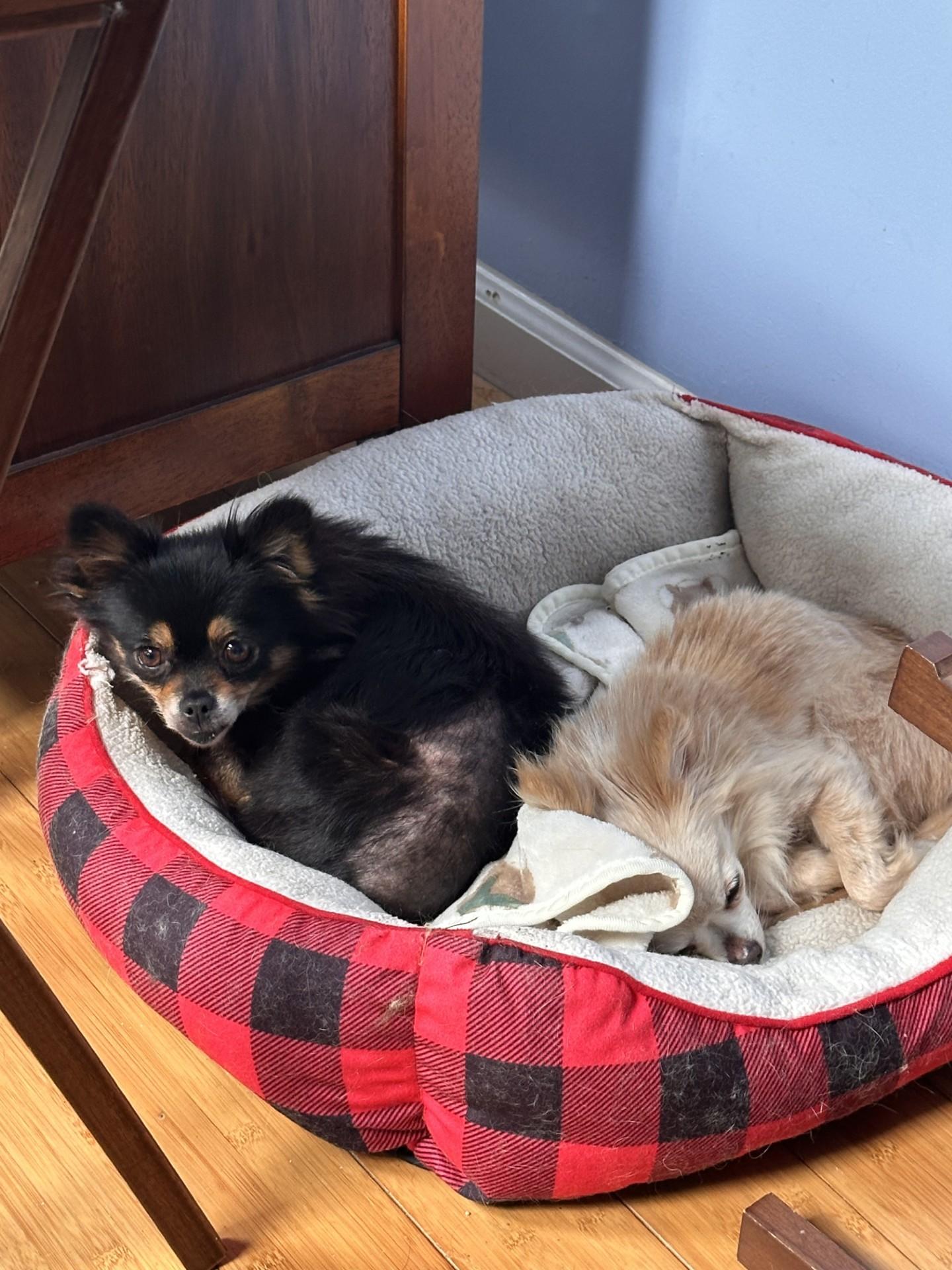 Enlarge Cindy Lou and Sugar (Bev-fostered in New England), an adopted Chihuahua in Milford, NH image 3/6