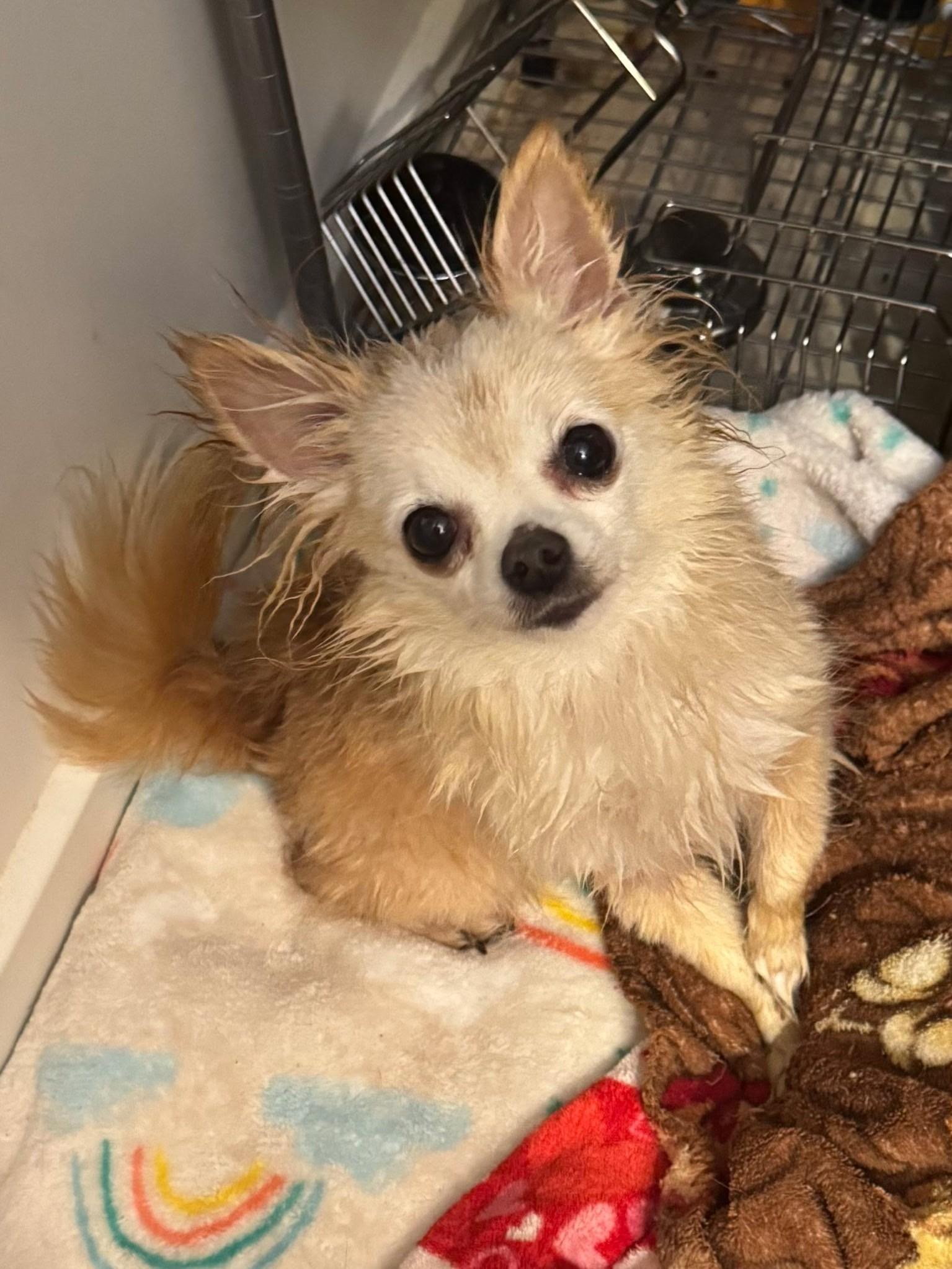 Enlarge Cindy Lou and Sugar (Bev-fostered in New England), an adopted Chihuahua in Milford, NH image 4/6