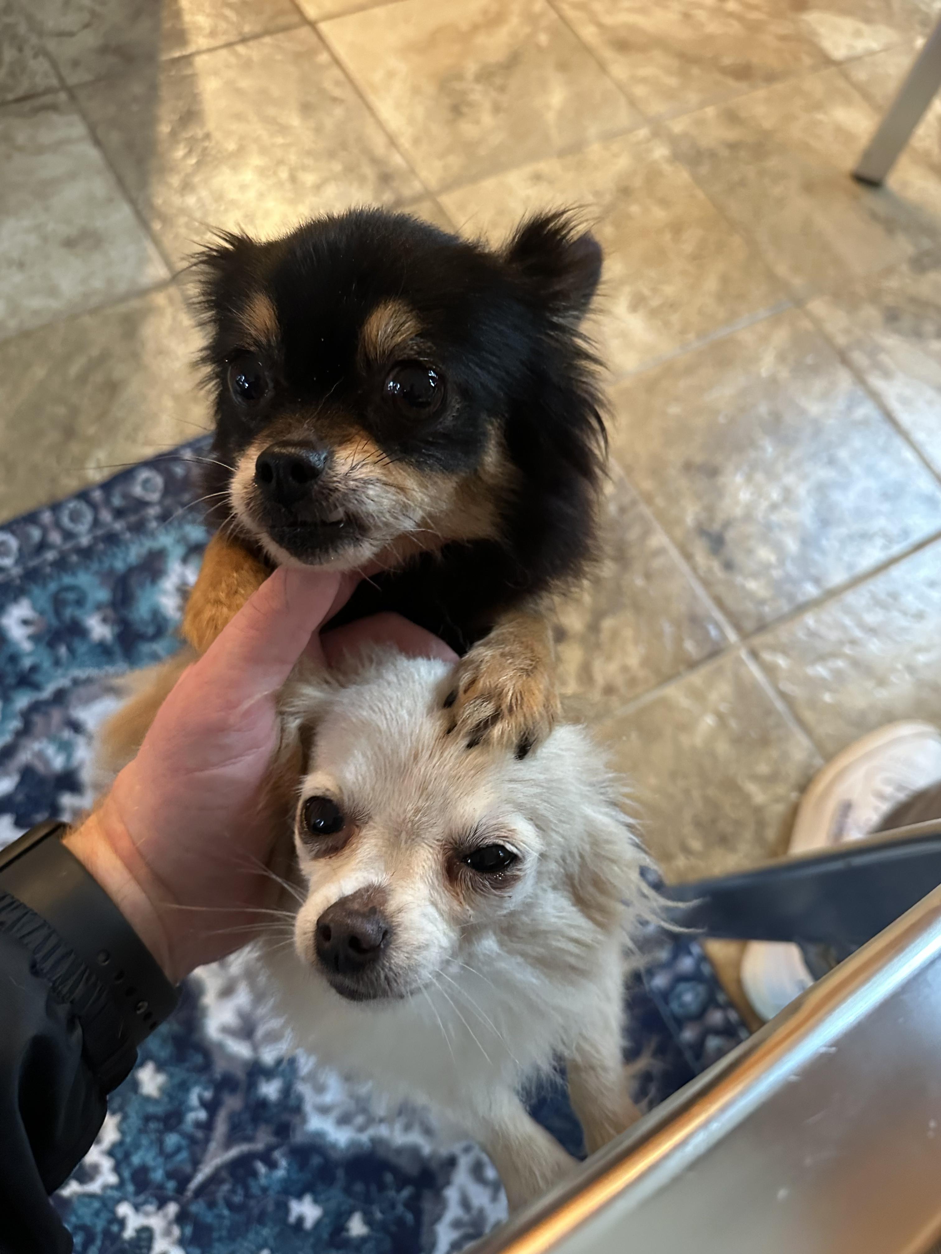 Enlarge Cindy Lou and Sugar (Bev-fostered in New England), an adopted Chihuahua in Milford, NH image 5/6