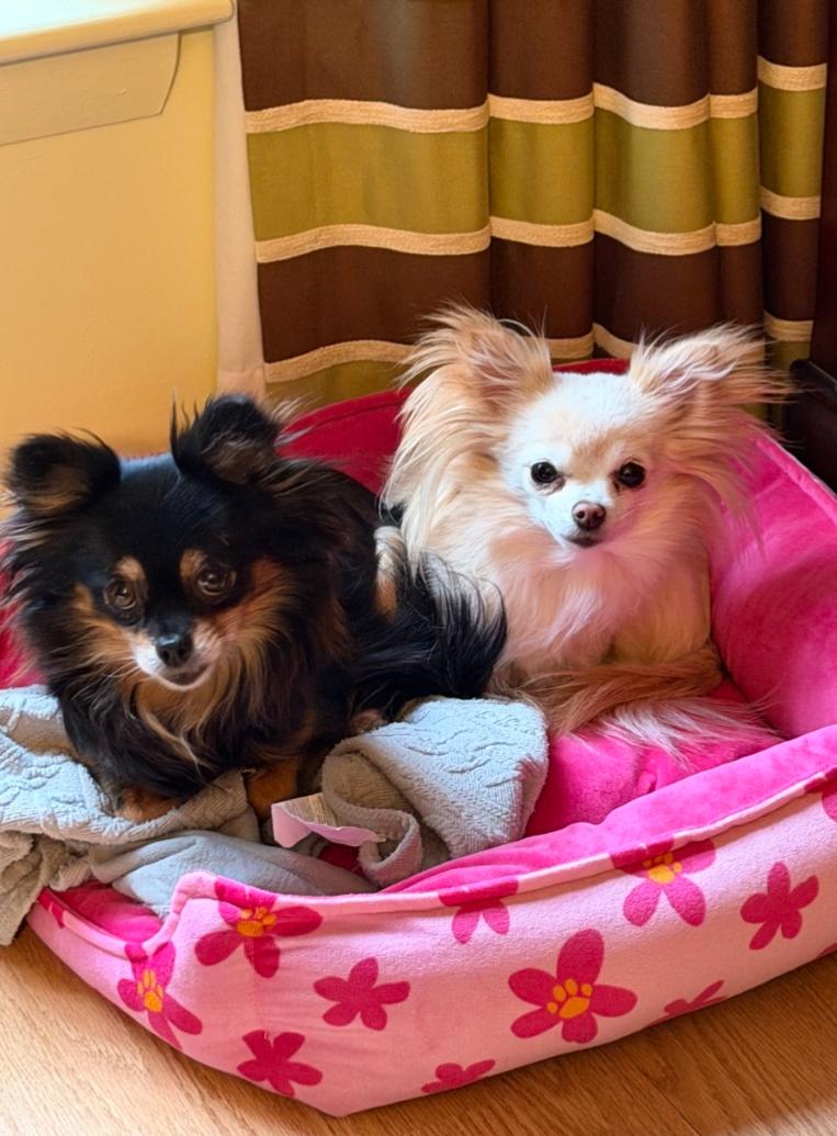 Enlarge Cindy Lou and Sugar (Bev-fostered in New England), an adopted Chihuahua in Milford, NH image 1/6