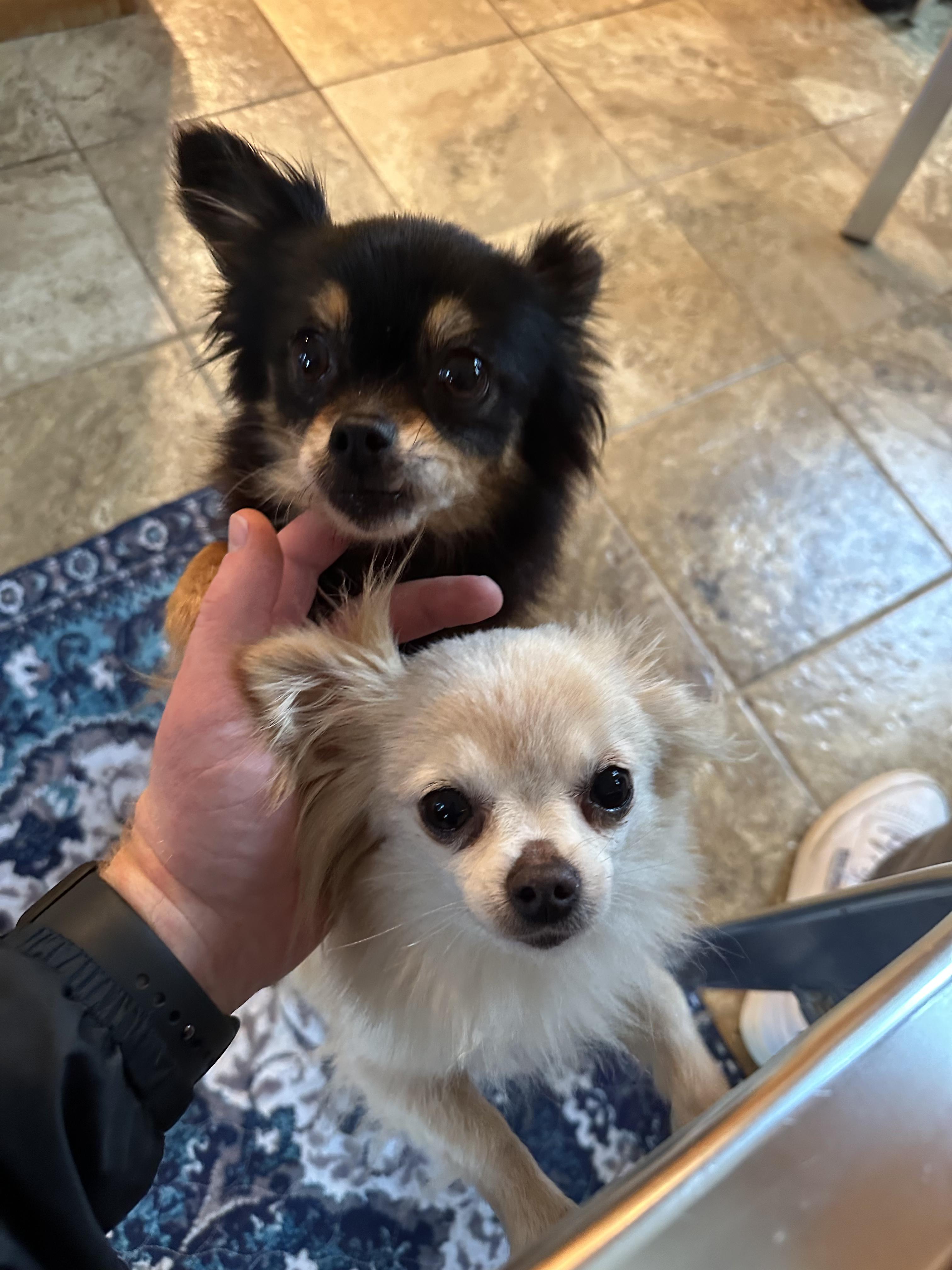 Enlarge Cindy Lou and Sugar (Bev-fostered in New England), an adopted Chihuahua in Milford, NH image 6/6