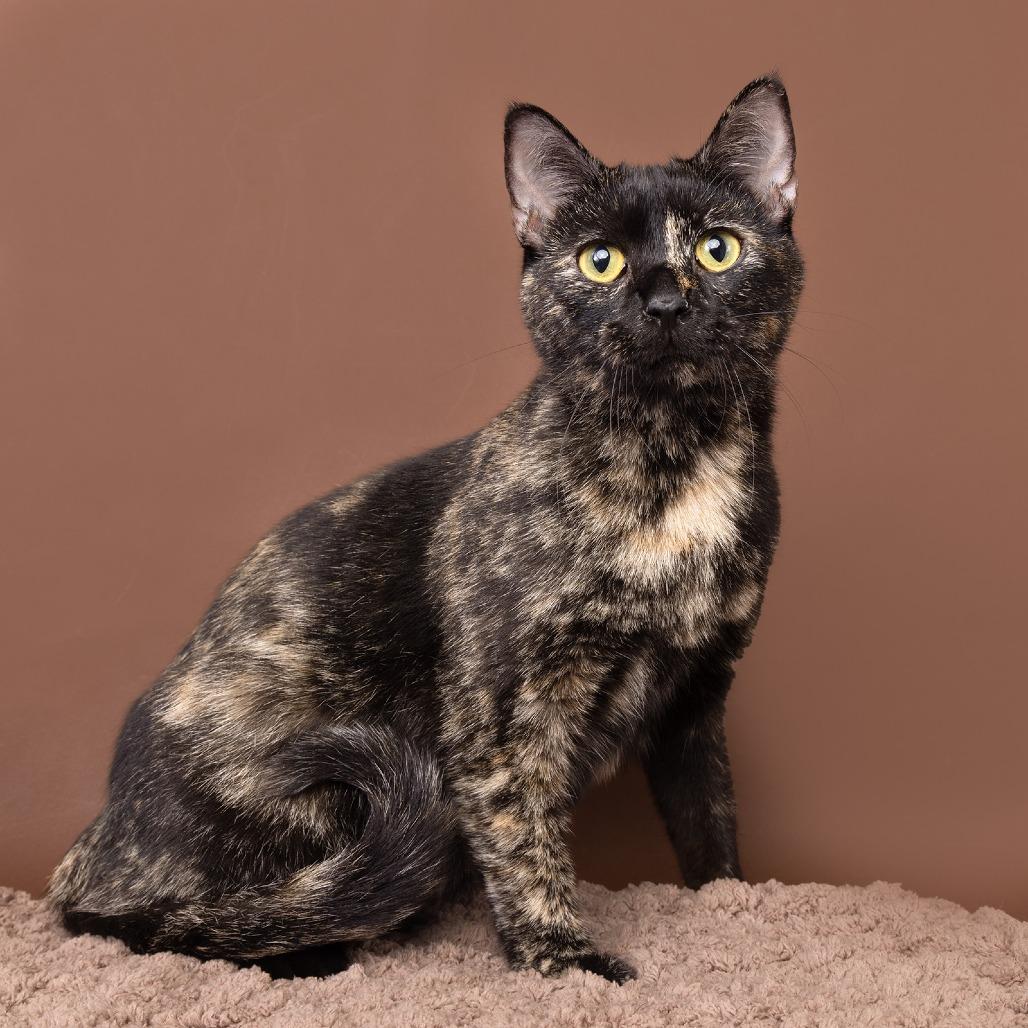 Luna, Adoptable, Young Female Domestic Short Hair.