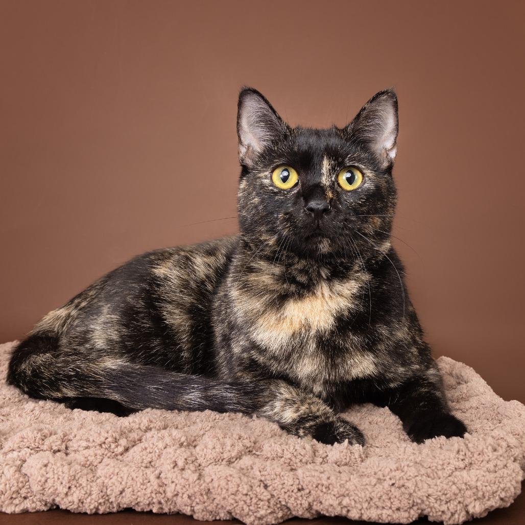 Enlarge Luna, a Adoptable Domestic Short Hair in Franklin, TN image 2/3