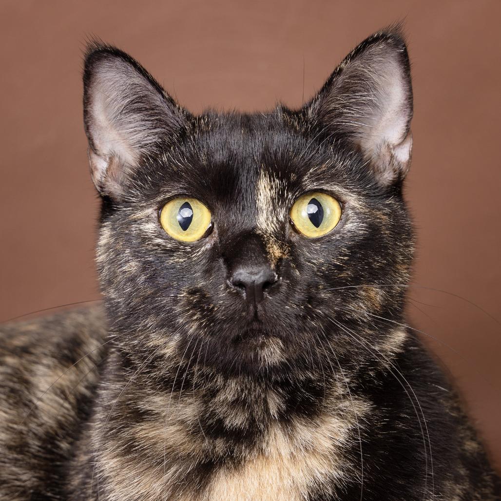 Enlarge Luna, a Adoptable Domestic Short Hair in Franklin, TN image 3/3