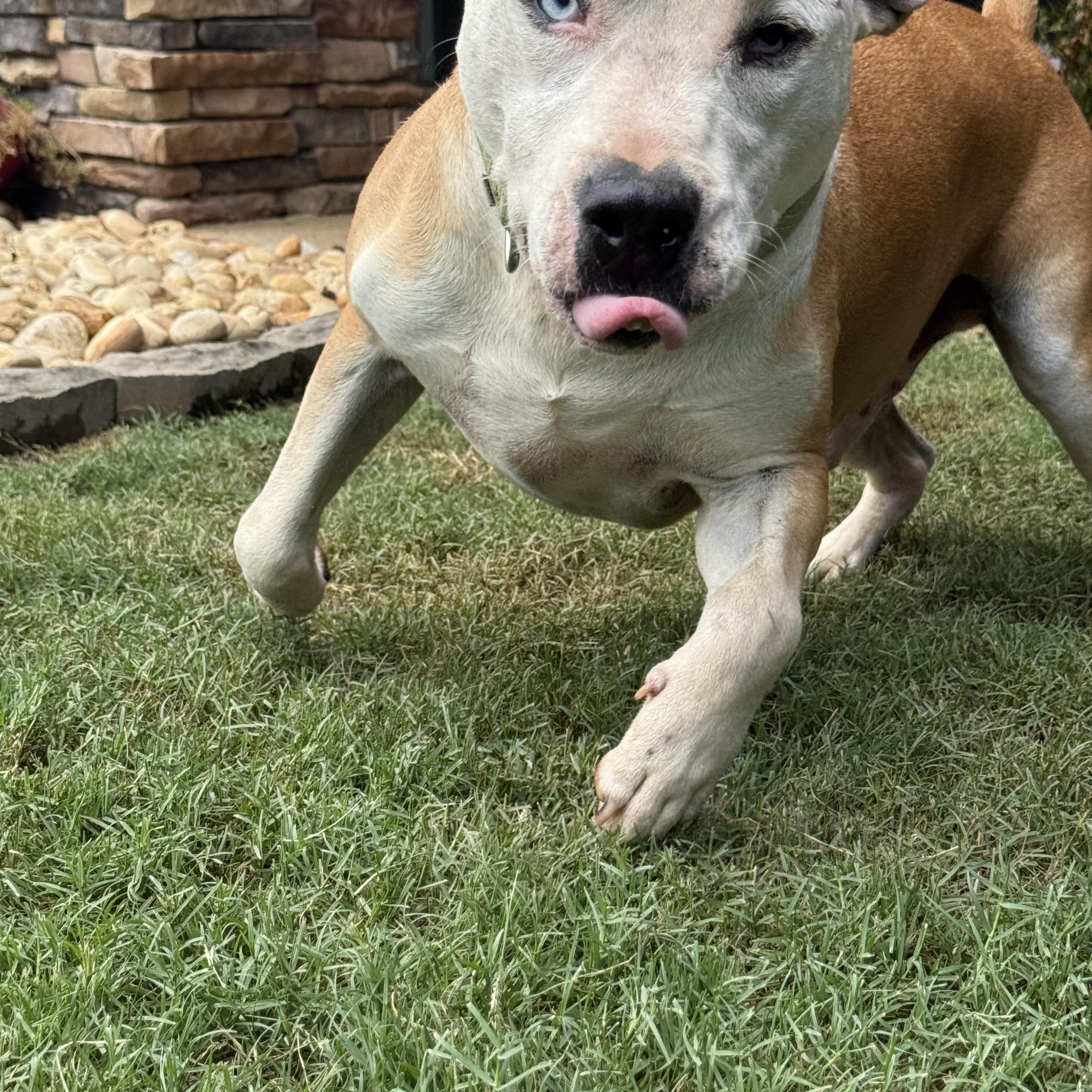 Enlarge Lenny, a Adoptable mixed breed in Newborn, GA image 6/6