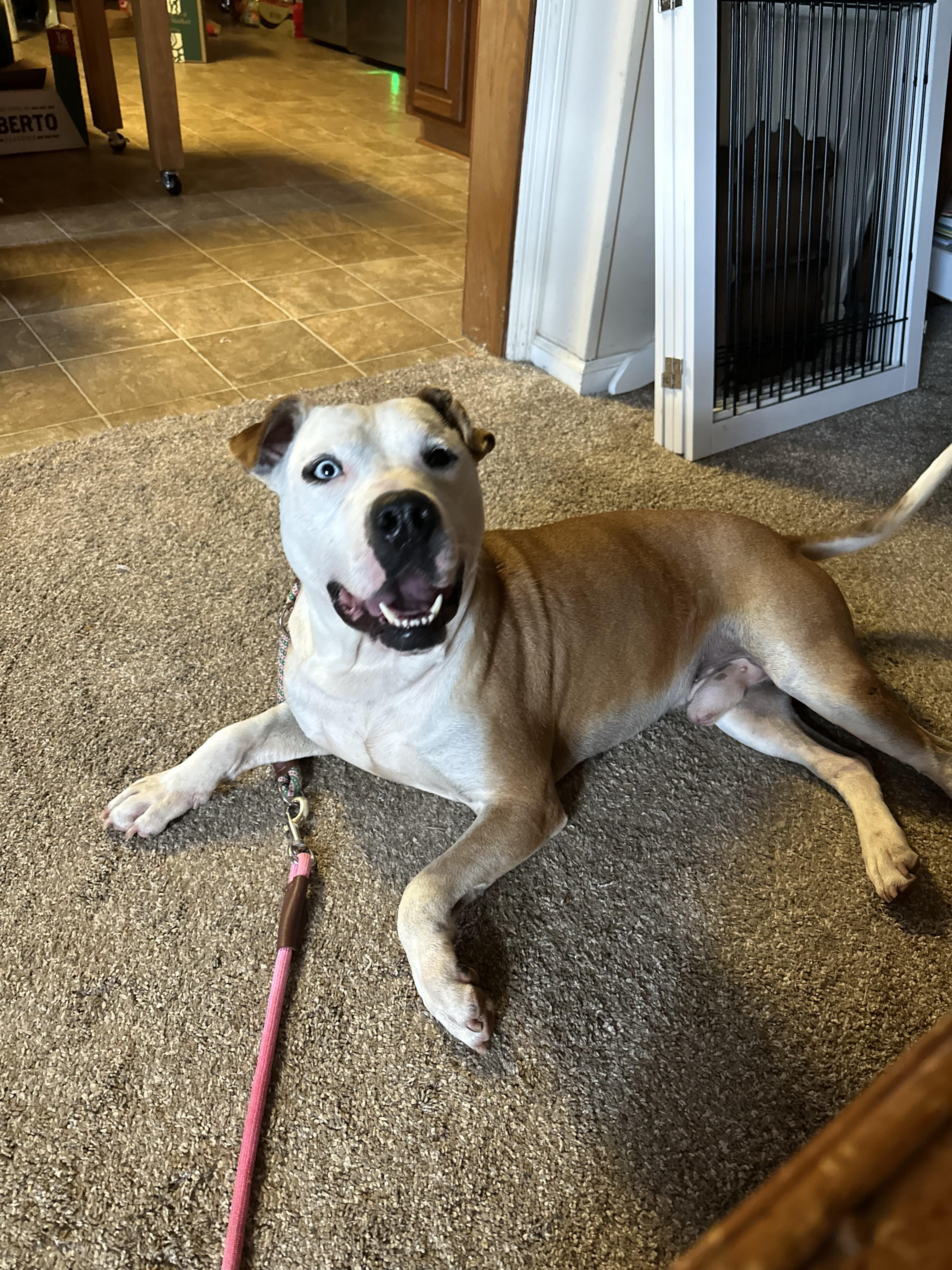 Enlarge Lenny, a Adoptable mixed breed in Newborn, GA image 4/6