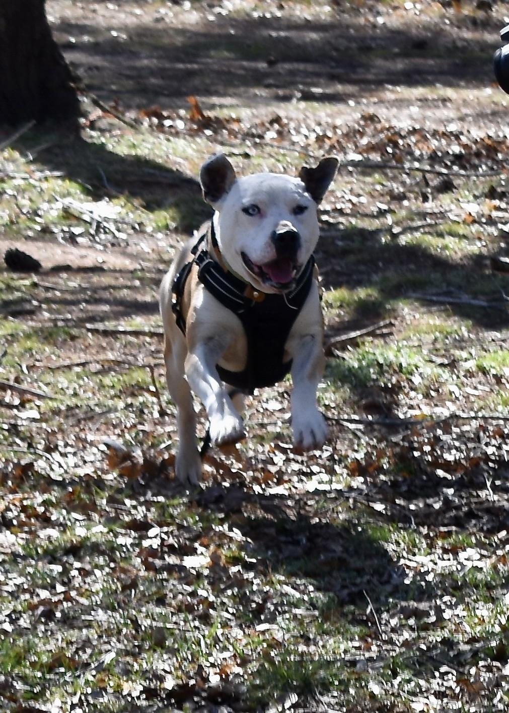 Enlarge Lenny, a Adoptable mixed breed in Newborn, GA image 3/6
