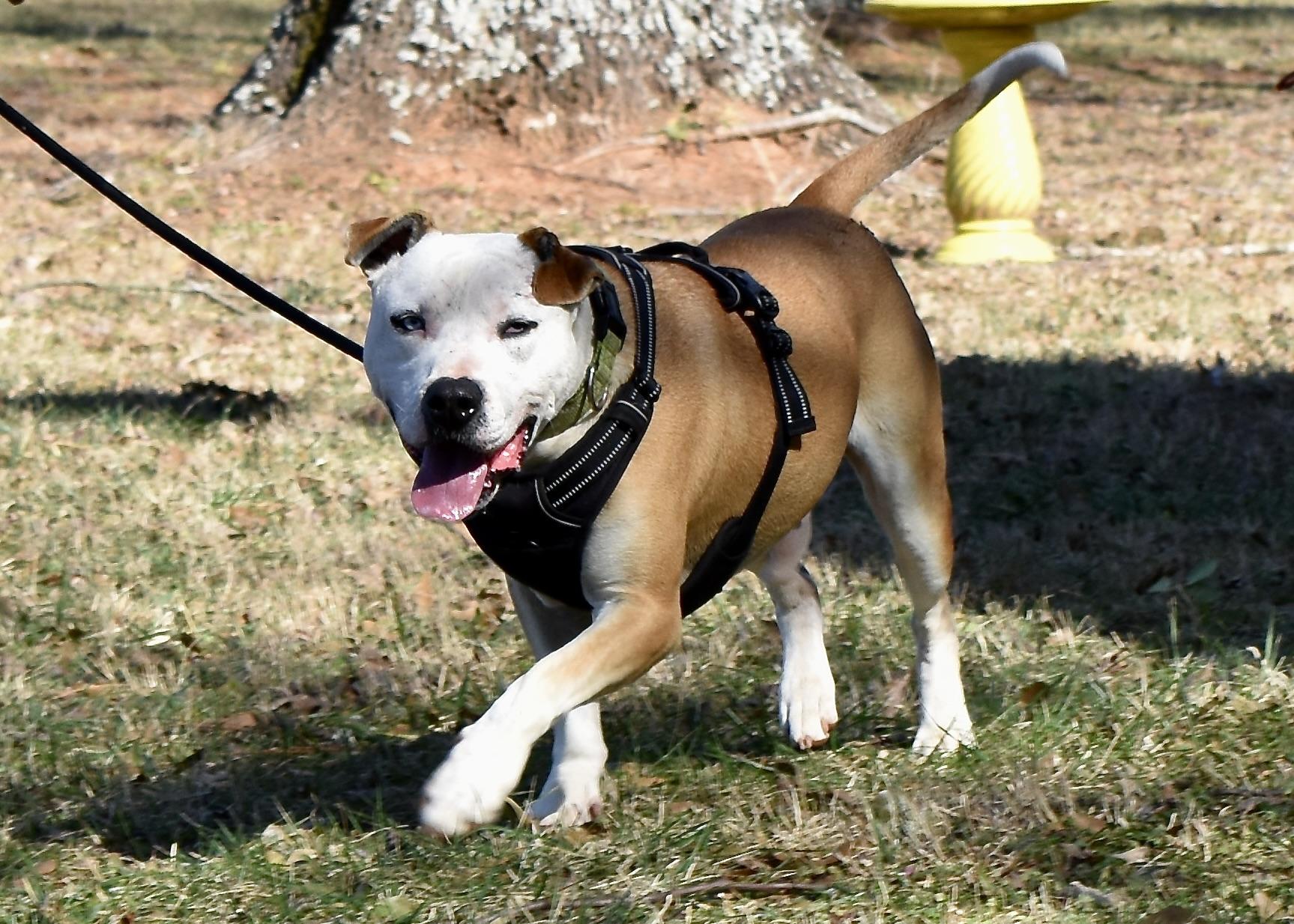 Enlarge Lenny, a Adoptable mixed breed in Newborn, GA image 5/6