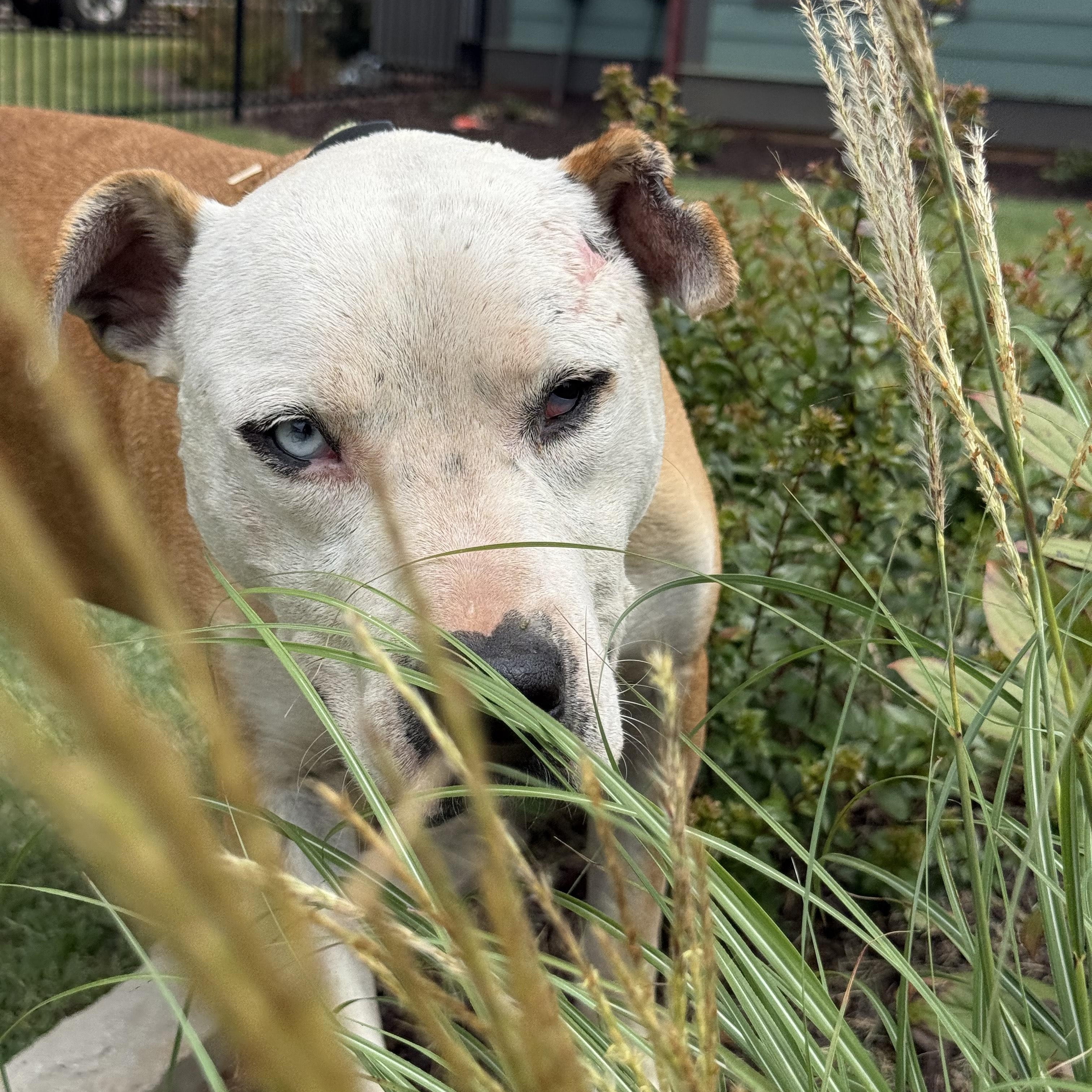 Enlarge Lenny, a Adoptable mixed breed in Newborn, GA image 2/6