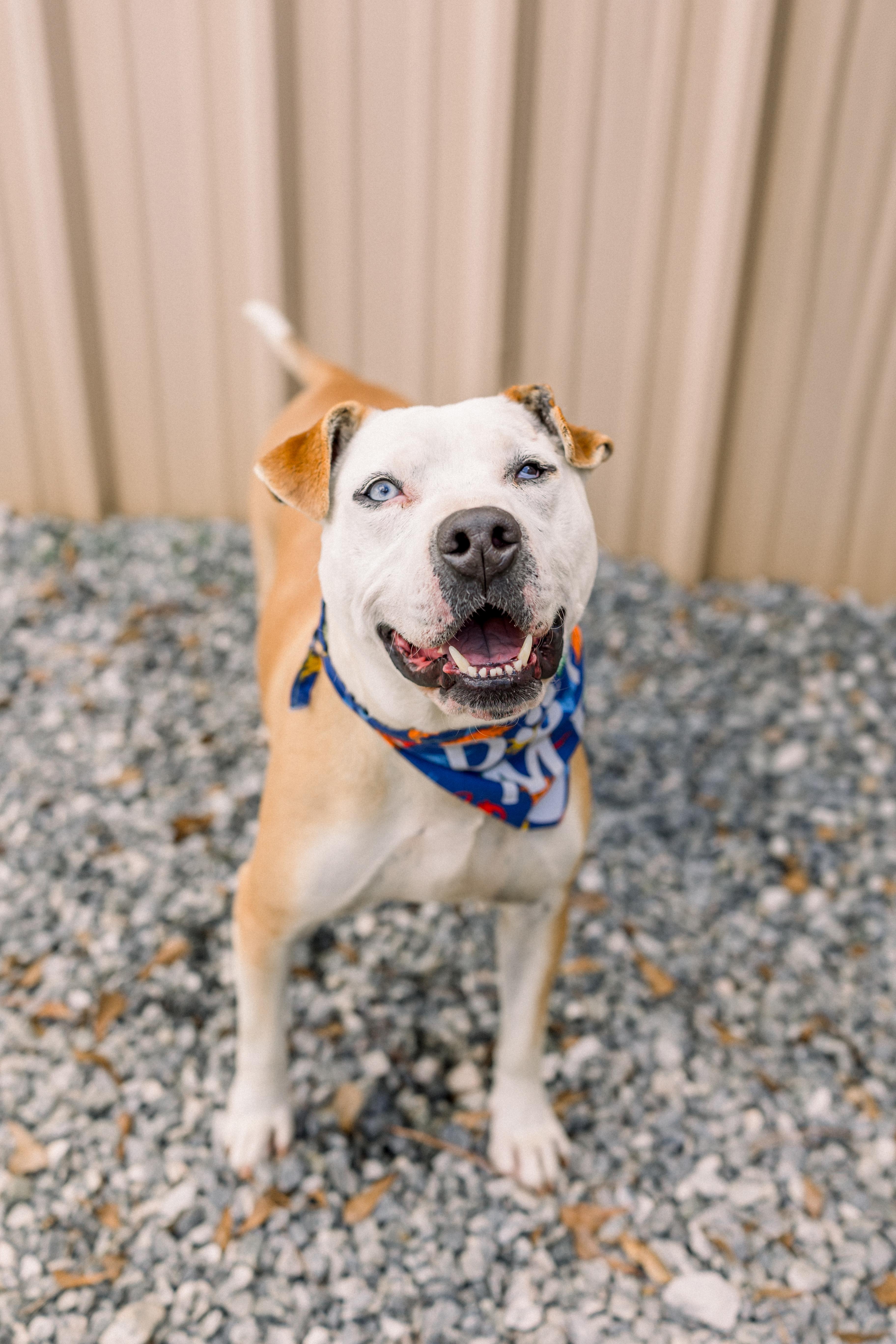 Enlarge Lenny, a Adoptable mixed breed in Newborn, GA image 1/6