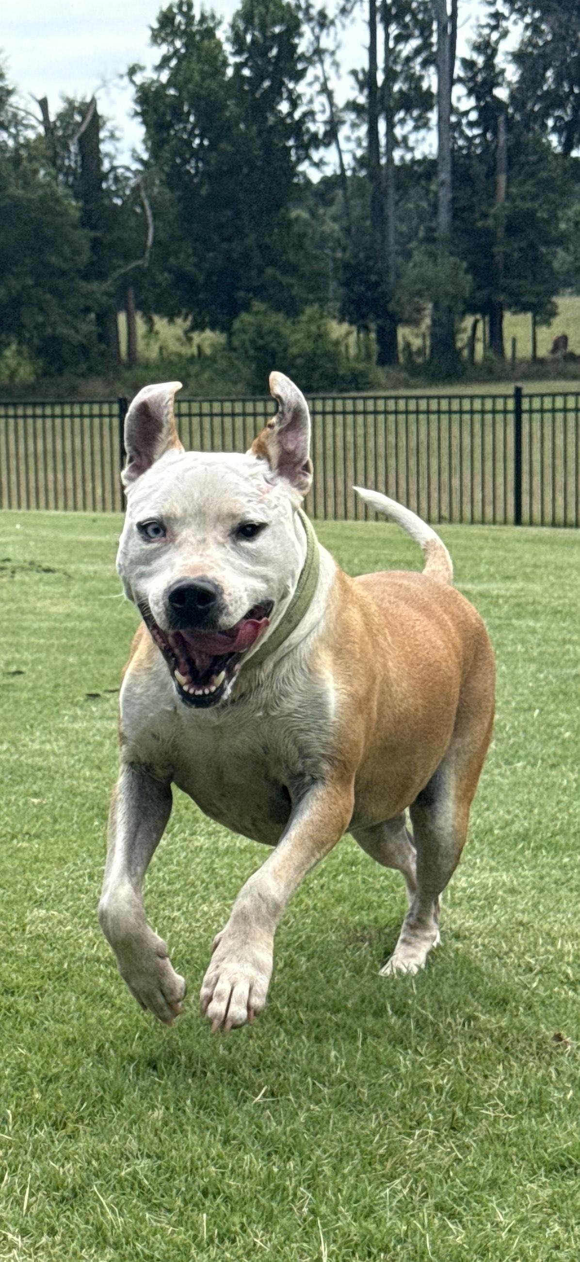 Enlarge Lenny, a Adoptable mixed breed in Newborn, GA image 1/6