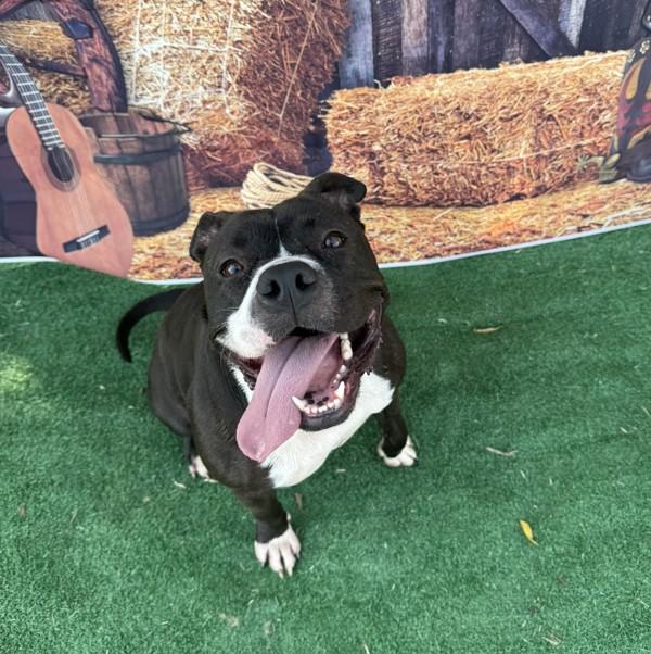 Layla, Adoptable, Adult Female American Staffordshire Terrier.