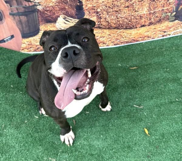 Layla, Adoptable, Adult Female American Staffordshire Terrier.