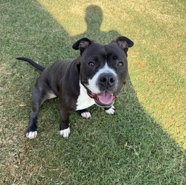 Layla, a Adoptable mixed breed in Tulare, CA image 4/6