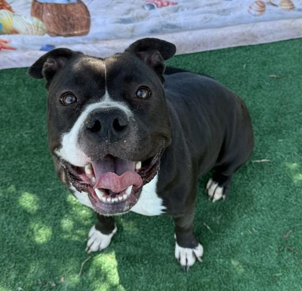 Layla, a Adoptable mixed breed in Tulare, CA image 5/6