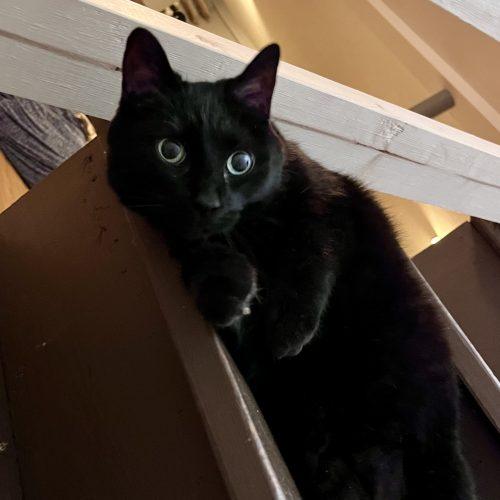 Chevelle, Adoptable, Senior Female Domestic Short Hair.