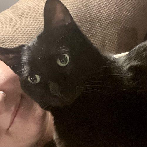 Enlarge Chevelle, a Adoptable Domestic Short Hair in Knoxville, TN image 2/6