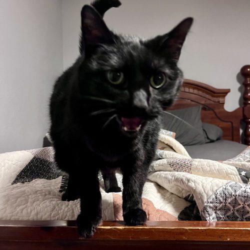 Enlarge Chevelle, a Adoptable Domestic Short Hair in Knoxville, TN image 3/6