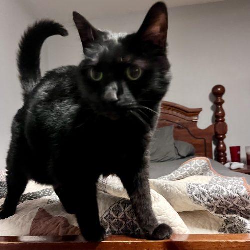 Enlarge Chevelle, a Adoptable Domestic Short Hair in Knoxville, TN image 4/6