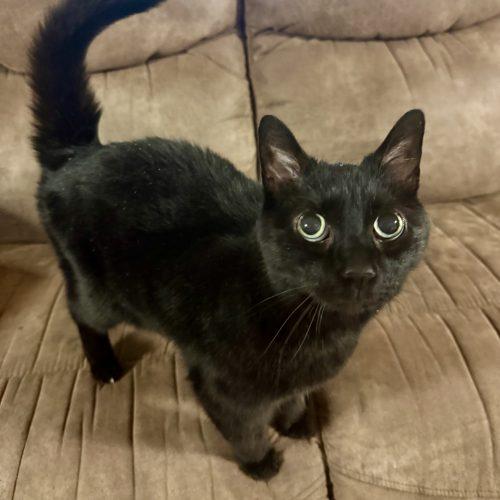 Enlarge Chevelle, a Adoptable Domestic Short Hair in Knoxville, TN image 5/6