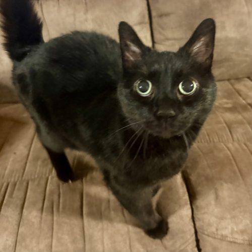 Enlarge Chevelle, a Adoptable Domestic Short Hair in Knoxville, TN image 6/6