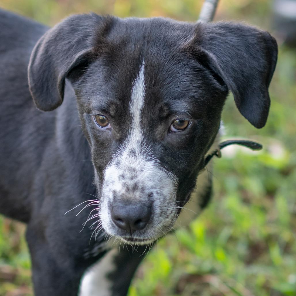 AMOS-31059, Adoptable, Puppy Male Labrador Retriever & Mixed Breed.