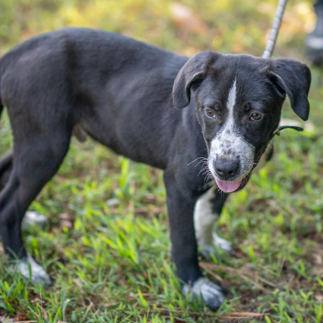 Enlarge AMOS-31059, a Adoptable mixed breed in Bartlett, TN image 2/2