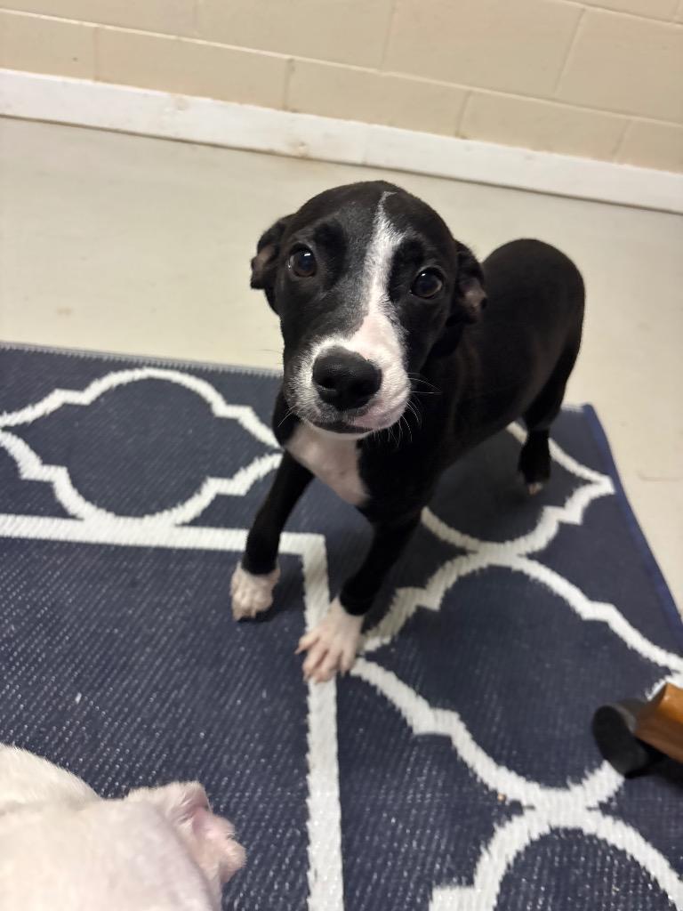 Marshal, Adoptable, Puppy Male Mixed Breed.