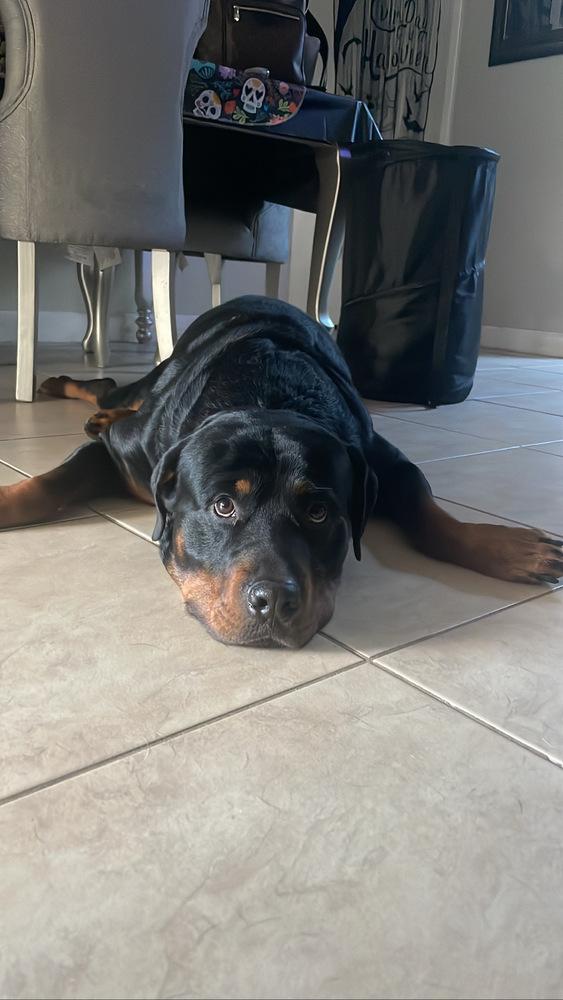 Enlarge Taroth, a Adoptable Rottweiler in Orlando, FL image 1/4