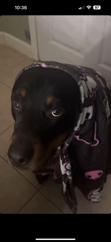 Enlarge Taroth, a Adoptable Rottweiler in Orlando, FL image 2/4