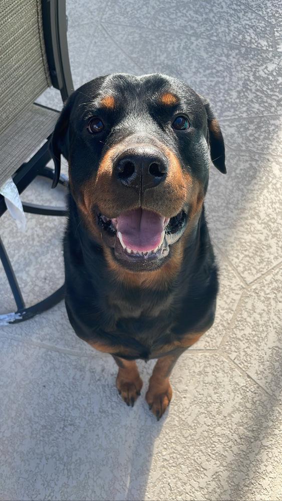 Enlarge Taroth, a Adoptable Rottweiler in Orlando, FL image 3/4