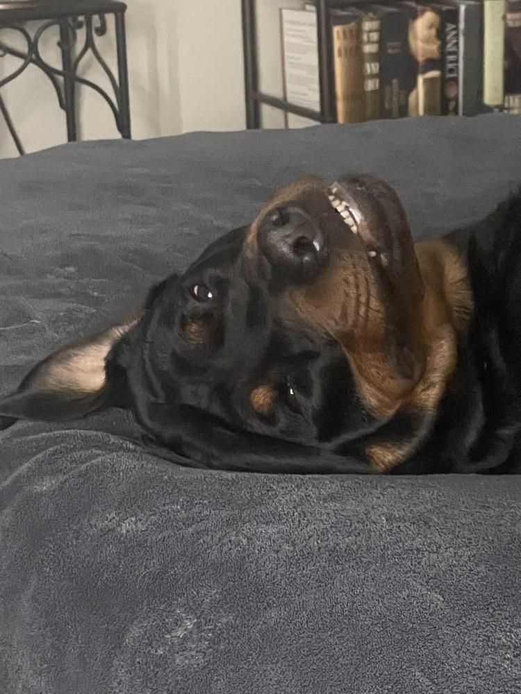 Enlarge Taroth, a Adoptable Rottweiler in Orlando, FL image 4/4