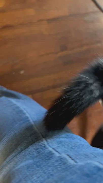 Enlarge Theo, a Adopted mixed breed in Belvidere, IL video 2/6