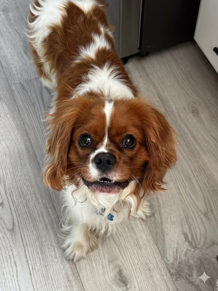 Manny Fairfield, a Adopted Cavalier King Charles Spaniel in Pataskala, OH image 2/3
