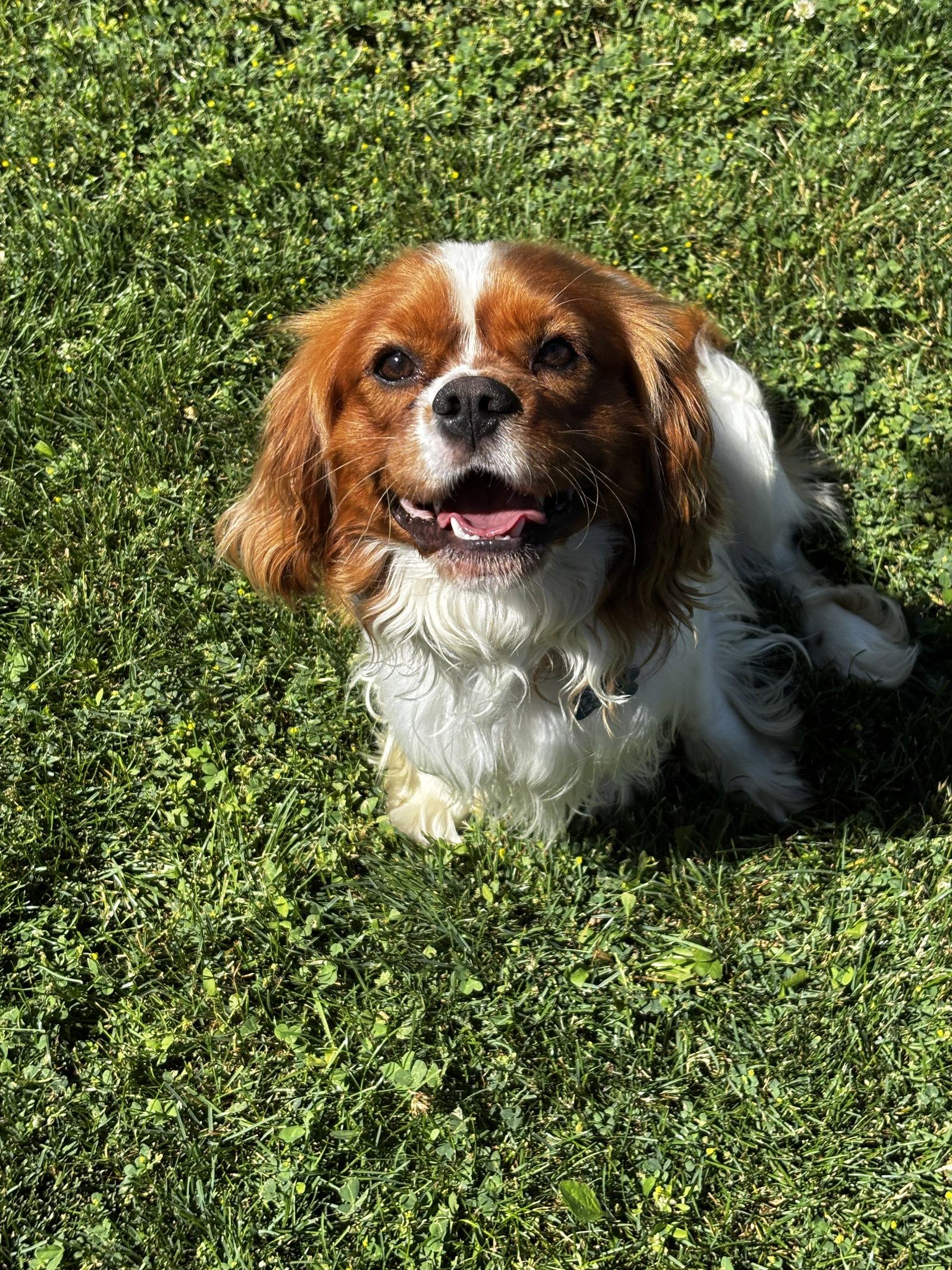 Manny Fairfield, a Adopted Cavalier King Charles Spaniel in Pataskala, OH image 3/3