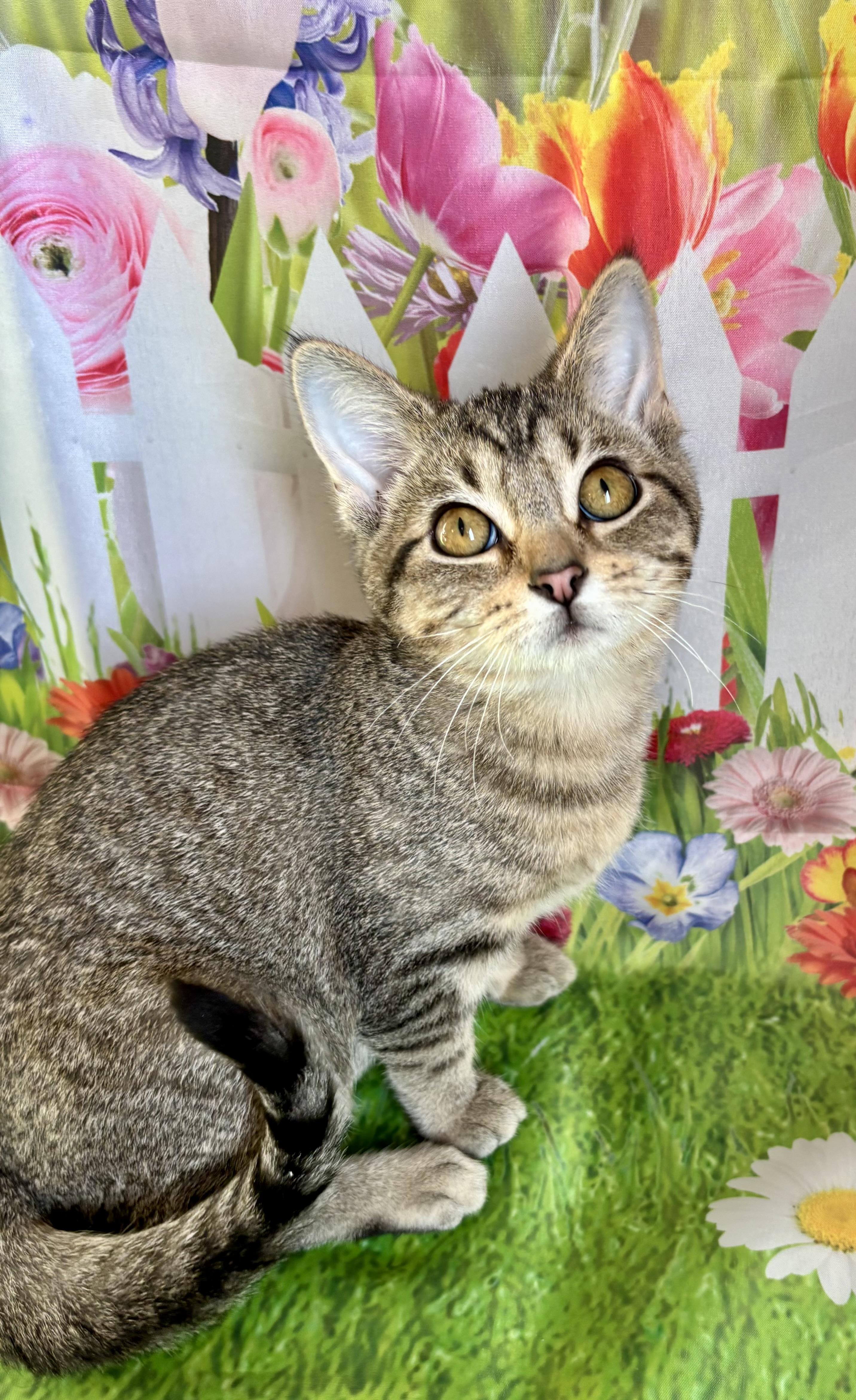 Enlarge Justine, a ADOPTABLE Domestic Short Hair in Cincinnati, OH image 1/3