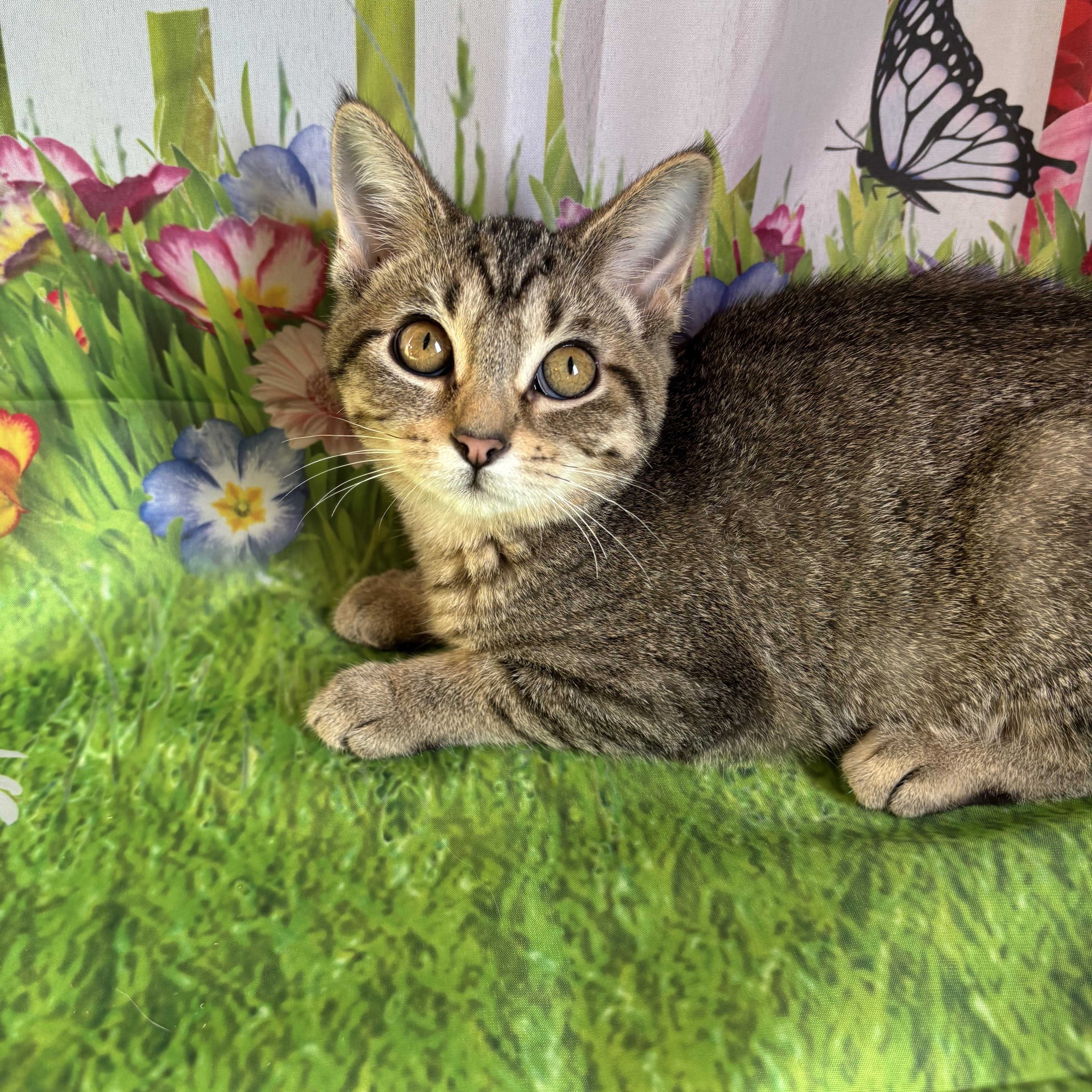 Enlarge Justine, a ADOPTABLE Domestic Short Hair in Cincinnati, OH image 2/3