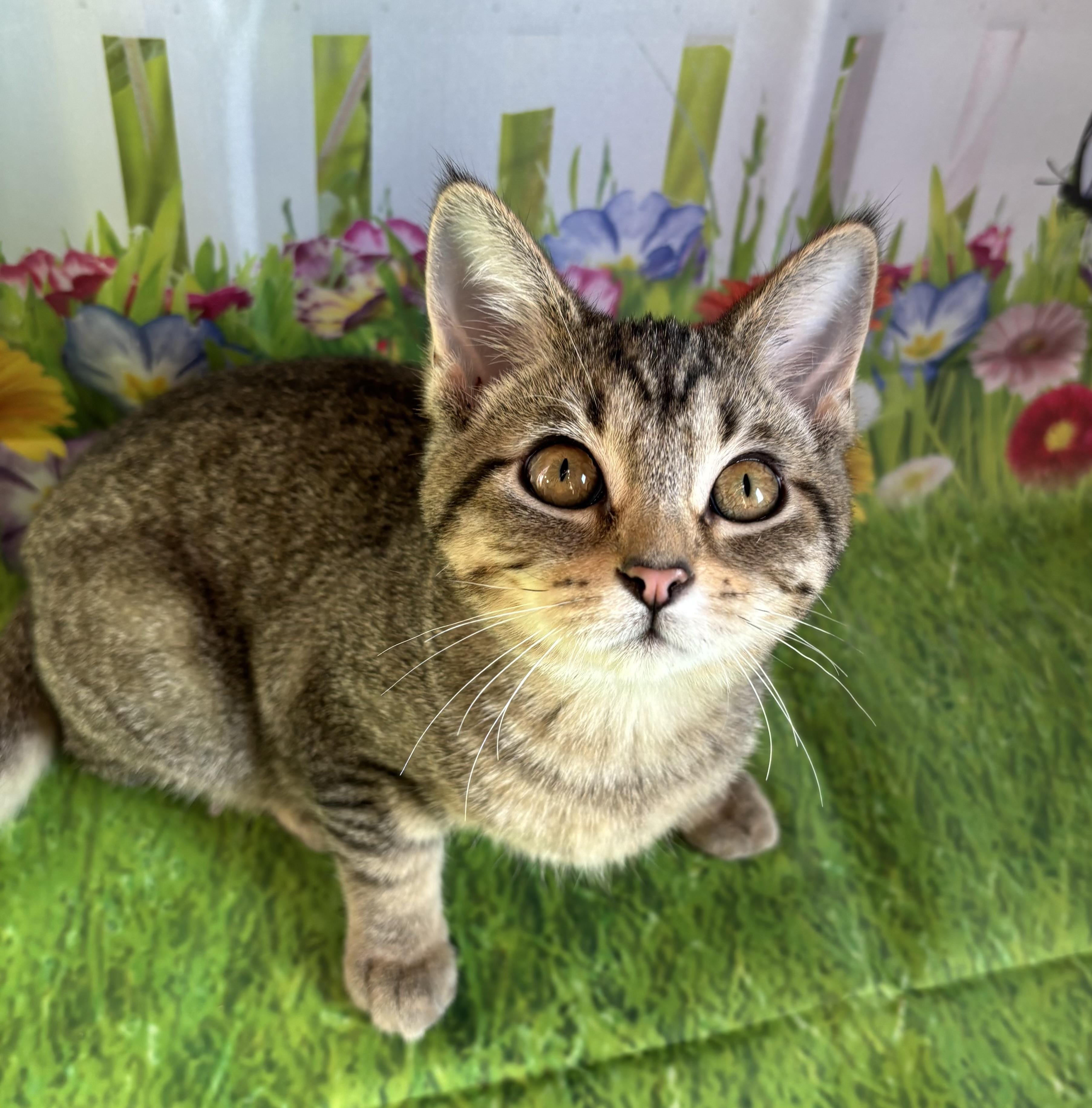 Enlarge Justine, a ADOPTABLE Domestic Short Hair in Cincinnati, OH image 3/3