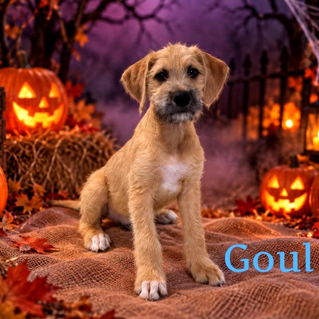 Enlarge Goul, a Adoptable Mixed Breed in Joliet, IL image 1/1