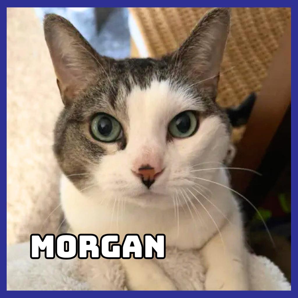 Morgan, Adoptable, Senior Female Domestic Short Hair.