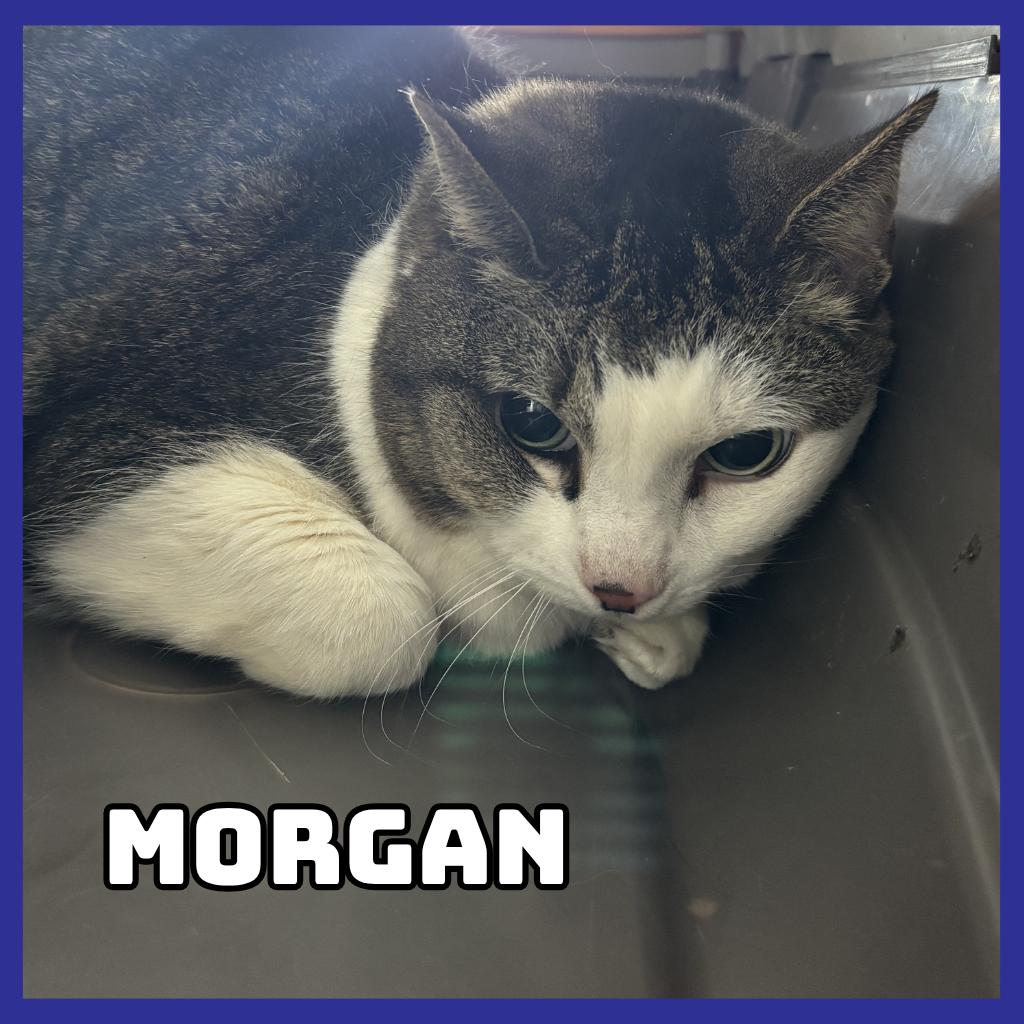 Enlarge Morgan, a Adoptable Domestic Short Hair in Glenwood, MN image 1/1