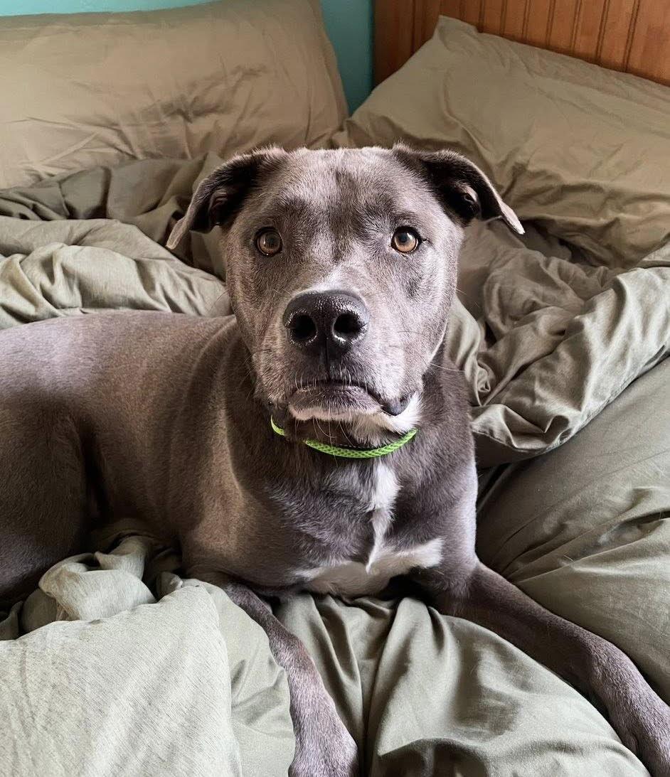 Landon, a Adoptable mixed breed in Royal Palm Beach, FL image 1/3