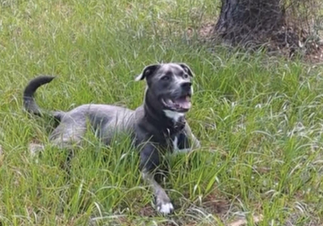 Landon, a Adoptable mixed breed in Royal Palm Beach, FL image 2/3