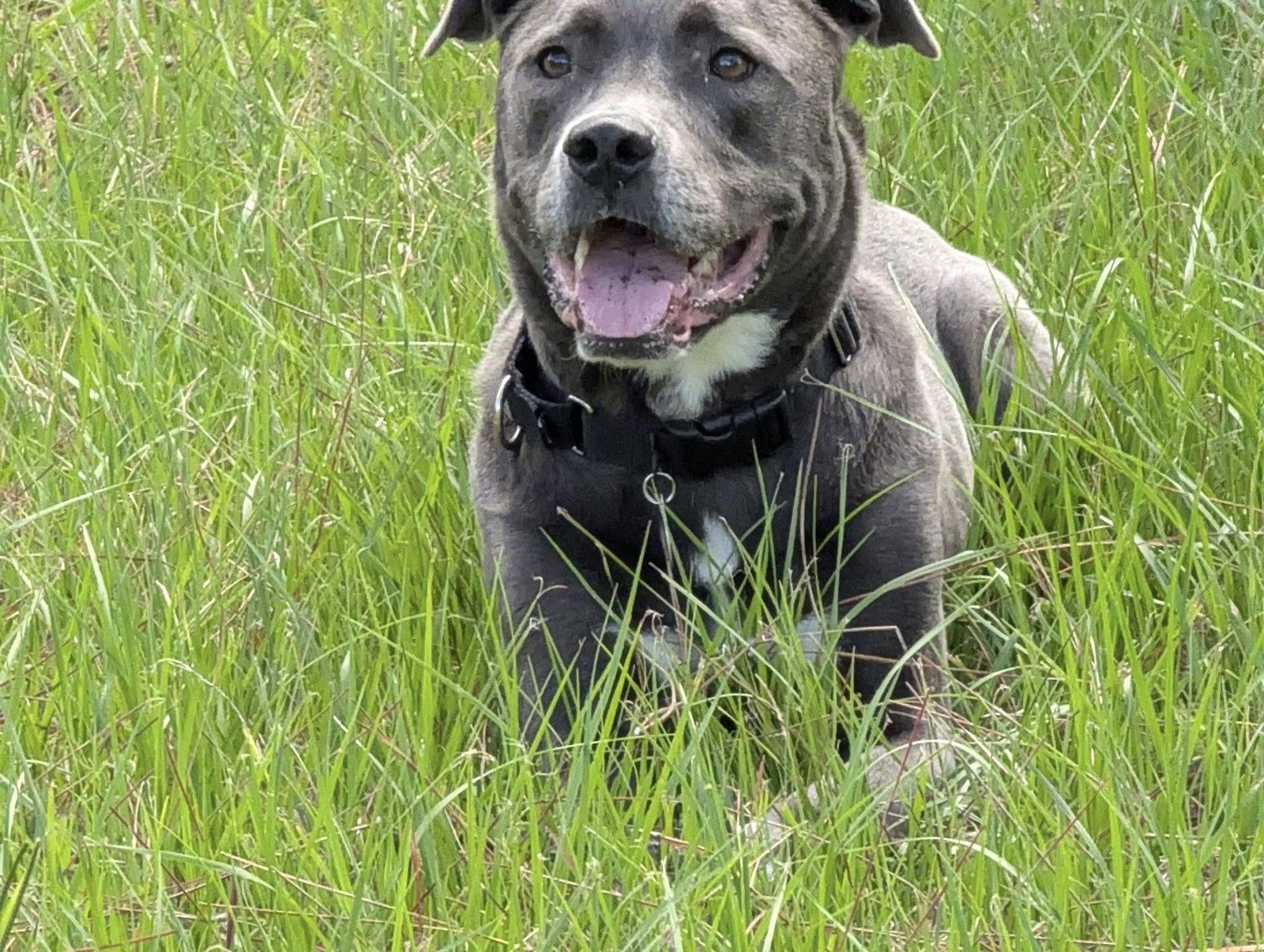 Landon, a Adoptable mixed breed in Royal Palm Beach, FL image 3/3