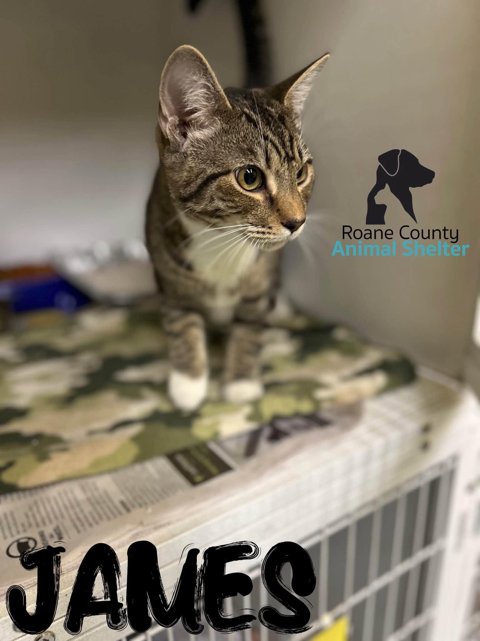 James, Adoptable, Young Male Domestic Short Hair.
