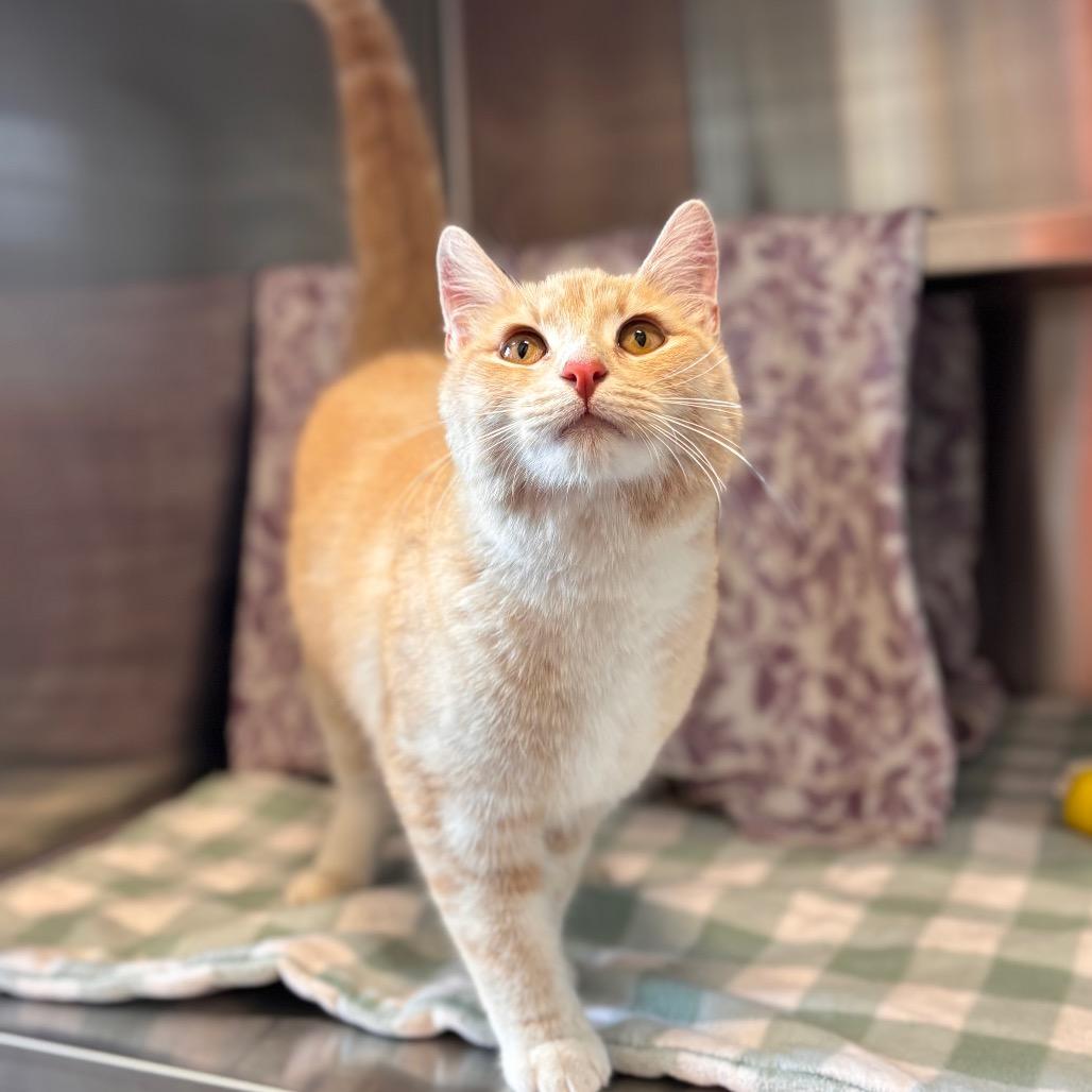 Sunny, a Adoptable Domestic Short Hair in Nashville, IN image 1/2
