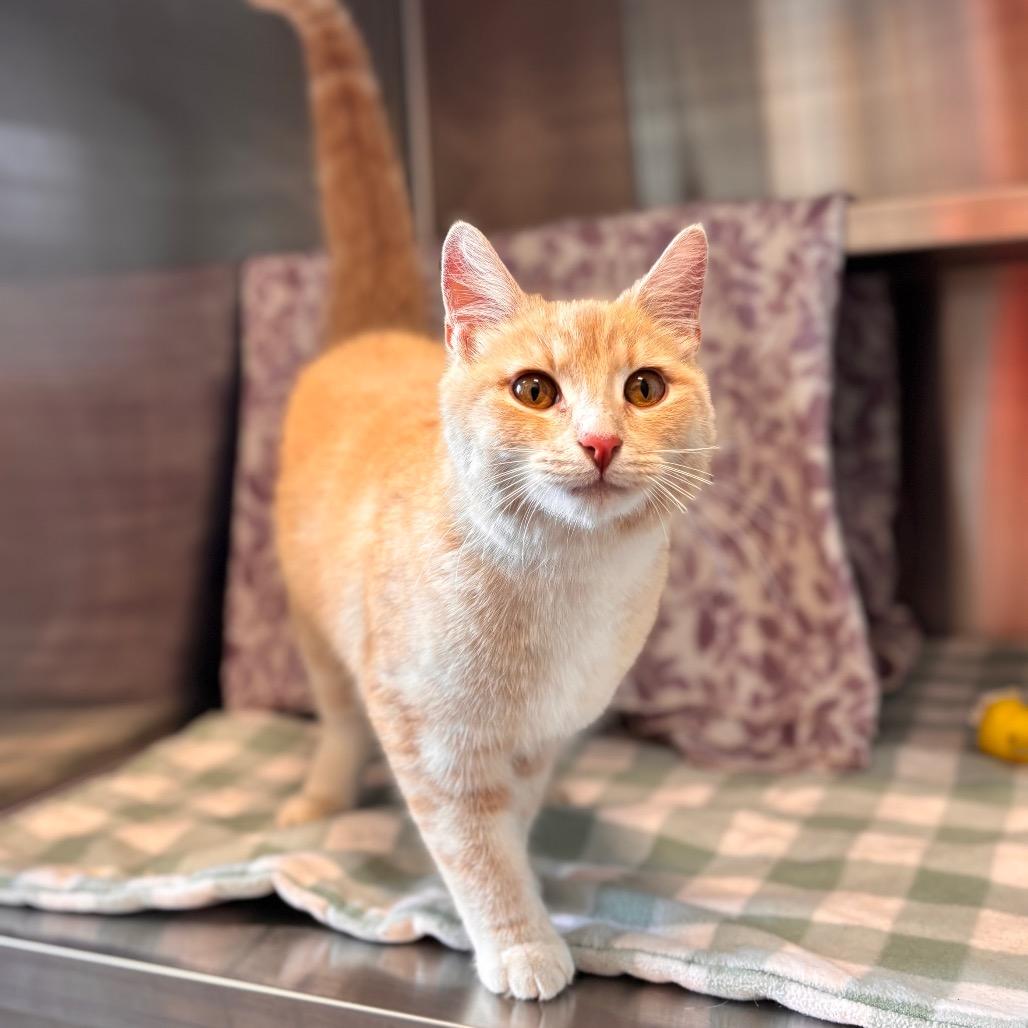 Sunny, a Adoptable Domestic Short Hair in Nashville, IN image 2/2