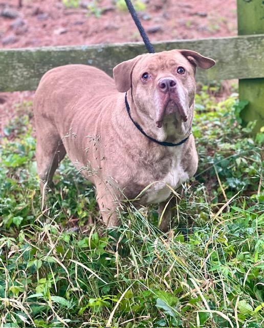 Boulder, Adult Male Shar-Pei